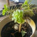 Aeonium castello-paivae Likasa