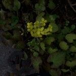 Epimedium pinnatum Floare