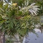 Grevillea robusta List