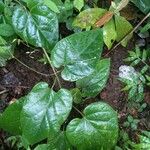 Cissus repens Leaf