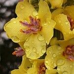 Verbascum nigrum Квітка