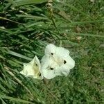 Dietes bicolor Cvet