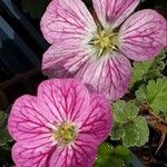 Erodium corsicum Цвят