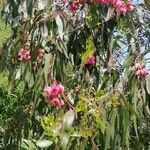 Eucalyptus leucoxylon Blad