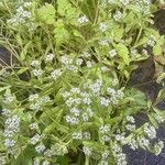 Valeriana locusta Blad