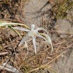 Pancratium maritimumFlower