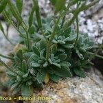 Draba dubia Hábito