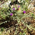 Cirsium richterianum Habit