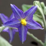 Solanum wrightii Λουλούδι