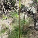 Xanthorrhoea australis Kukka