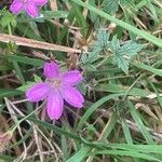 Geranium endressiiFlower