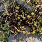 Saxifraga bryoides Hàbitat