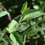 Austroeupatorium inulifolium Leaf