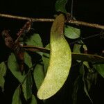 Machaerium seemannii Fruit