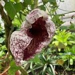 Aristolochia gigantea Flower