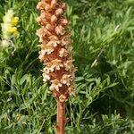 Orobanche laserpitii-sileris Fruit