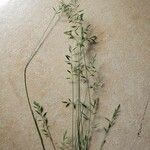 Eragrostis barrelieri Blatt