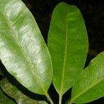 Aspidosperma desmanthum Hoja