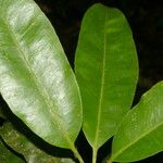 Aspidosperma album Leaf