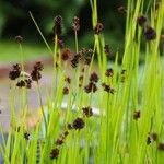 Juncus ensifolius 果