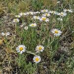 Erigeron pumilus ᱥᱟᱠᱟᱢ