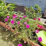Portulaca pilosa Flors