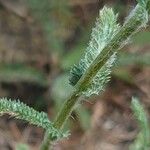 Achillea tomentosa Folha