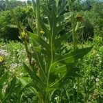 Silphium laciniatum Blad