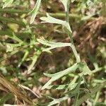 Tanacetum cinerariifolium Hoja
