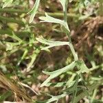 Tanacetum cinerariifolium Blatt