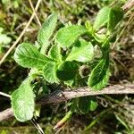 Scabiosa cinerea Листок