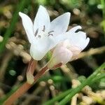 Brimeura fastigiata Λουλούδι