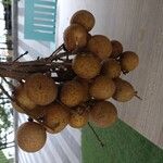 Dimocarpus longan Frucht