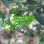 Pavonia hastata Leaf