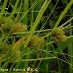 Carex bohemica Plante entière