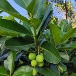 Calophyllum calaba Hedelmä