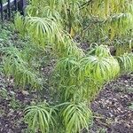 Podocarpus henkelii Leaf