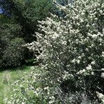 Ceanothus cuneatus Habitus