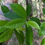 Frangula caroliniana Leaf