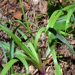 Camassia scilloides Azala