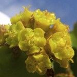 Euphorbia ingens Λουλούδι