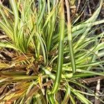 Carex ornithopoda Leaf