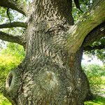 Quercus robur Ekosanga