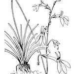 Lobelia dortmanna Egyéb