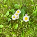 Erigeron philadelphicusÇiçek