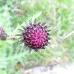 Cirsium rivulare 花