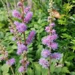 Astilbe rubra Цветок