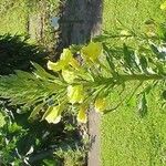 Oenothera triloba Habit