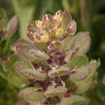 Lepidium montanum Frutto