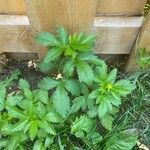 Potentilla norvegica Blatt